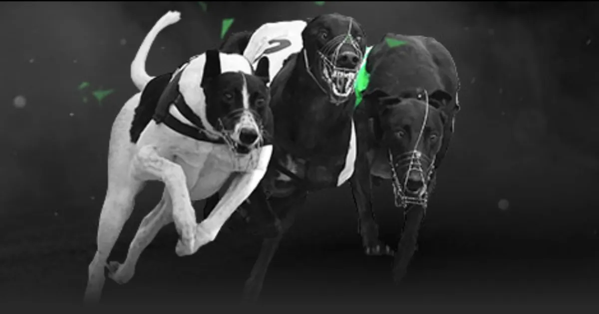 霍姆格倫與,基迪昔日商,戰情谊犹存,球探体育首页,球探体育中国,球探比分直播,球探足球比分,球探体育官网